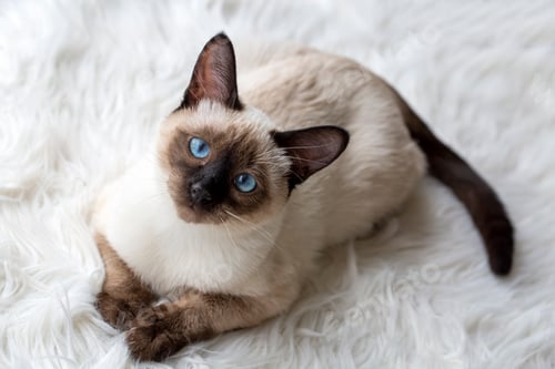 Preview: Cute kitten siamese cat indoor