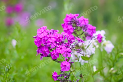 Preview: Blooming phlox garden flowers. Decorative plants.