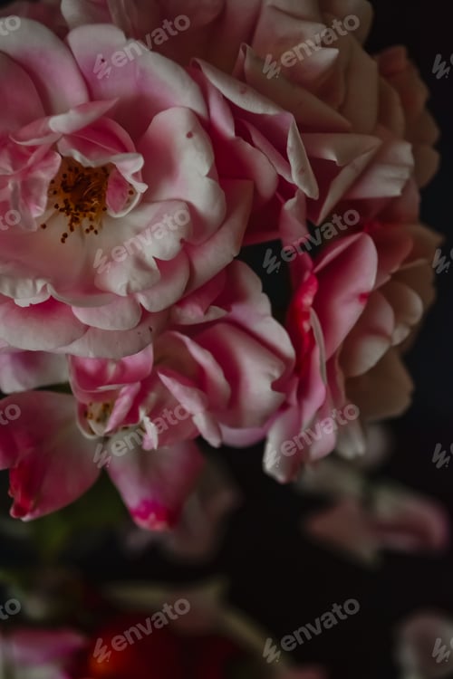 Preview: strawberry and roses flowers