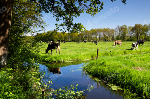 Preview: Cows near Nuis