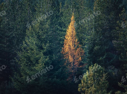 Preview: Bird's-eye view of a densely populated coniferous forest. one golden tree in the middle of green