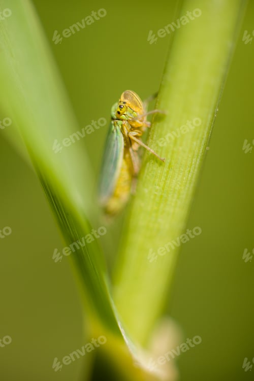 Preview: Small cicada hiding between a leaf and stalk
