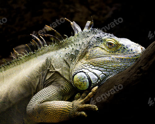Preview: Close up of Green Iguana, Iguana iguana