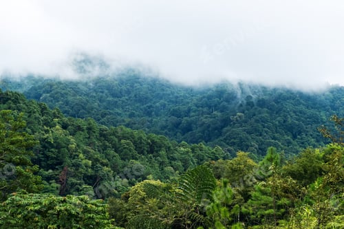 Preview: Landscape image of greenery rainforest mountains and hills on foggy day