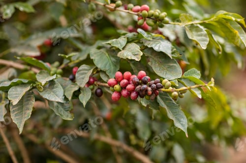 Preview: Coffee Farm Red Green Berries Seeds Plants Vegetation Farm Farming Landscapes Kenya East AFrica