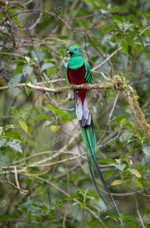 Preview: A Quetzal in Costa Rica