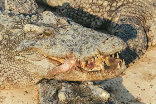 Preview: wildlife crocodile catches and eating a chicken, vintage photo