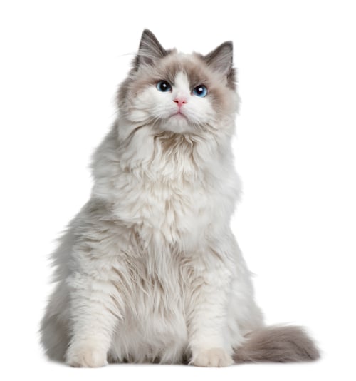 Preview: Ragdoll cat, 7 months old, sitting in front of white background