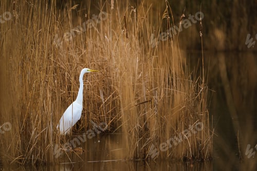 Preview: The great egret - Ardea alba in the swamp