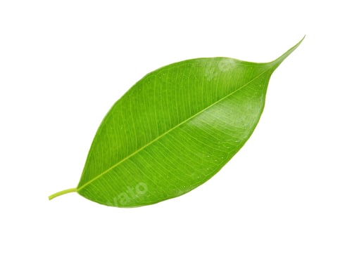 Preview: green leaf on a white