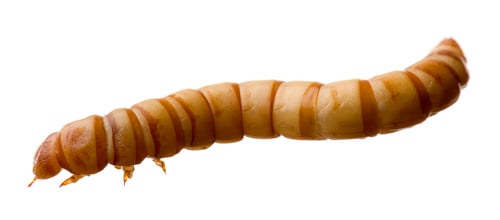 Preview: Larva of Mealworm - Tenebrio molitor