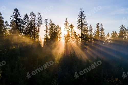 Preview: Aerial view of dark green pine trees in spruce forest with sunrise rays shining
