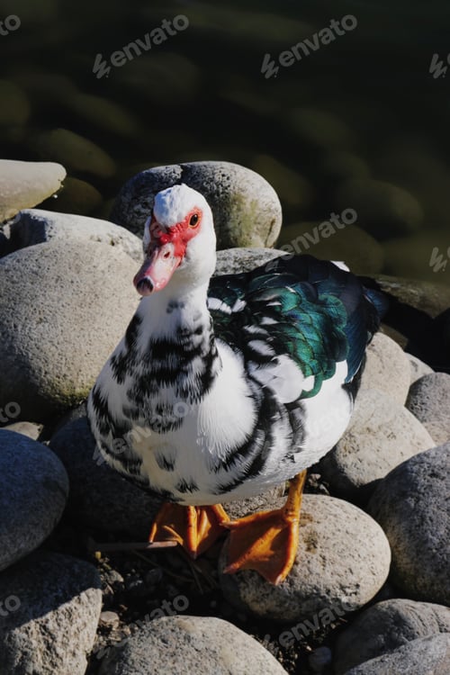 Preview: Muscovy duck