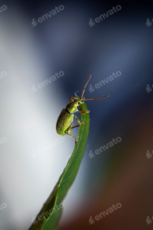 Preview: Green immigrant weevil on a leaf