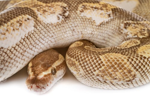 Vista previa: Ball python en el estudio