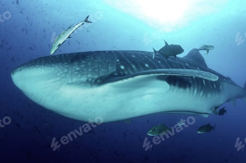 Preview: Whale shark (Rhincodon typus) mammal swimming in tropical underwaters. Shark in underwater wild