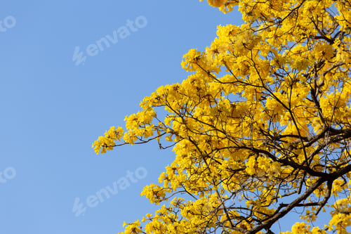 Preview: Autumn trees with yellow leaves in a forest or park