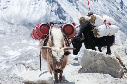 Preview: Group of Yaks carrying goods along the route to Everest Base Camp