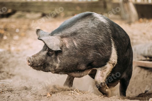 Preview: Funny Household A Large Black Pig Running In Farm Yard.