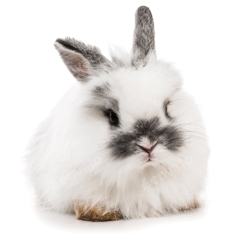 Preview: White rabbit