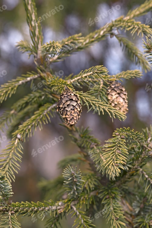 Preview: Purple Cone Spruce (Picea Purpurea). Hybrid Between Picea Likiangensis And Picea Wilsonii Probably
