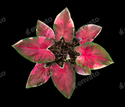 Preview: Beautiful colorful caladium on Black background isolate with clipping path. Queen