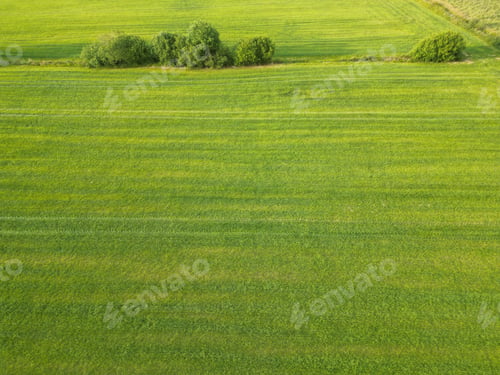 Preview: Green mowed grass of the field