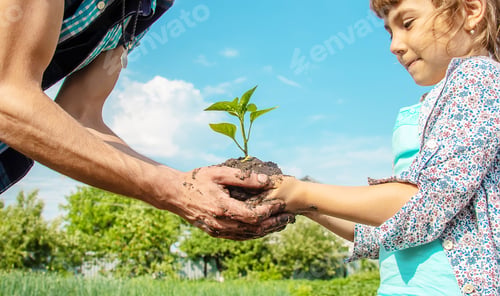 Preview: child and father plants in the garden. Selective focus.