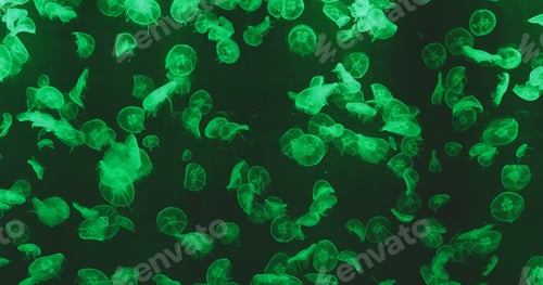 Preview: Jellyfish with green light