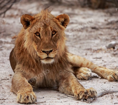 Preview: A Scenic Namibia Wildlife pictures
