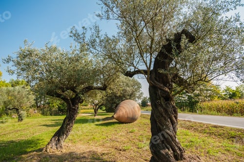 Preview: Olive trees and large earthen jar.
