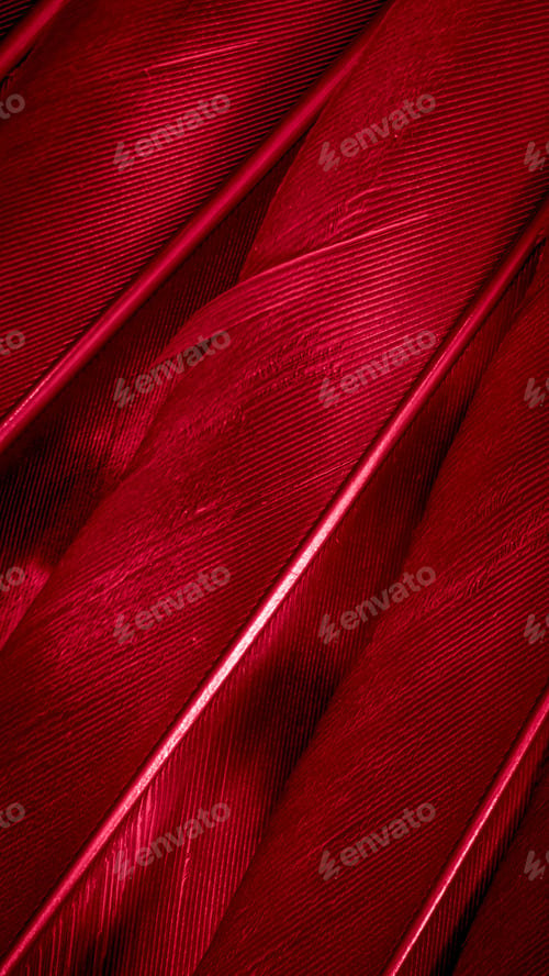 Preview: red hawk feathers with visible detail. background or texture