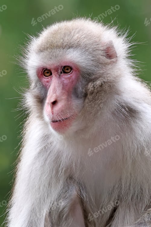 Preview: Cute Japanese monkey (Macaca Fuscata),close up shot