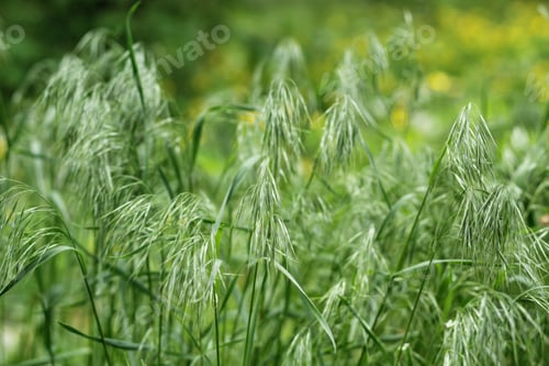 Preview: Perennial cereal weeds. Natural green background with panicles
