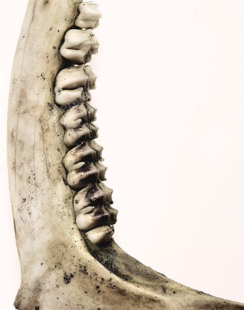 Preview: Closeup shot of details on a weathered old goat jawbone on a white background