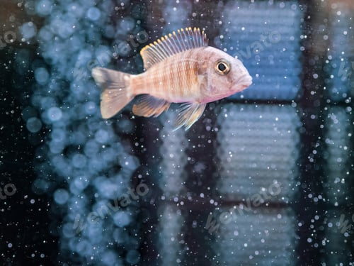 Preview: Exotic fish in aquarium