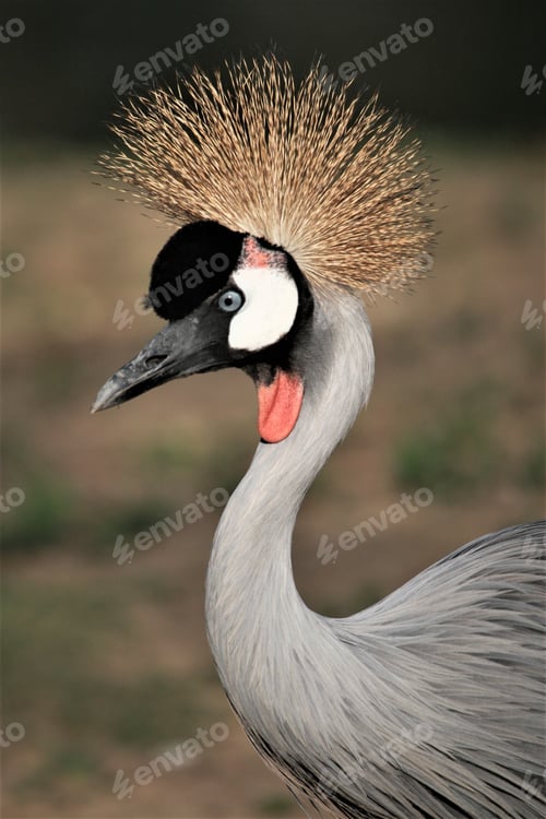 Preview: Vertical shot of a grey-crowned crane in its natural habitat with a large, long feathery headband