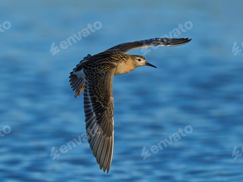 Preview: Ruff (Calidris pugnax)