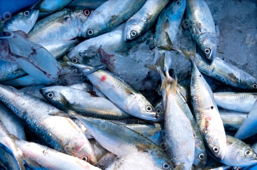 Preview: Various fresh fish, Seafood on ice at the fish market