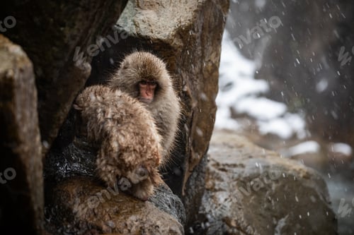Preview: Snow monkey