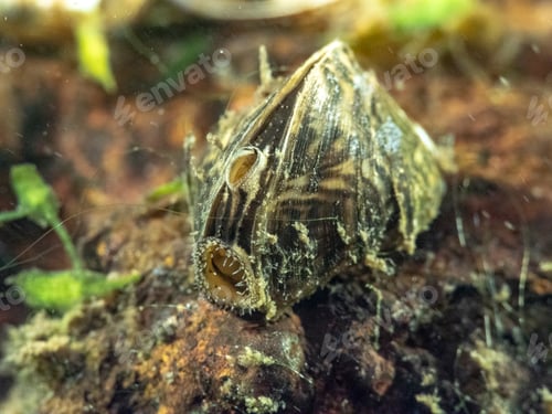 Preview: Zebra Mussel Invasive Bivalve Shell Underwater