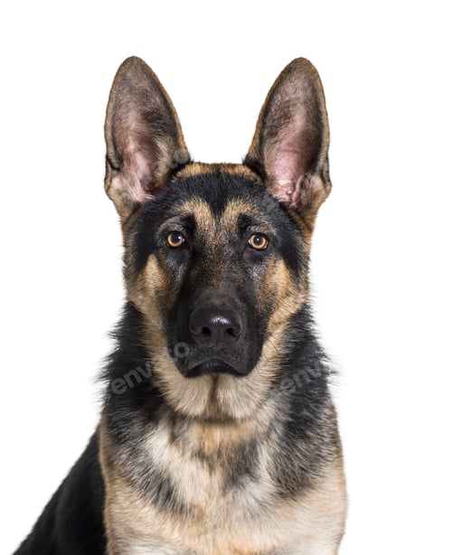 Preview: German Shepherd, 7 months old, in front of white background