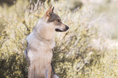 Preview: Cute adorable Czechoslovakian Wolfdog dog enjoying the weather in the park