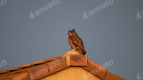 Preview: Majestic Great Horned Owl Perched on Tiled Roof
