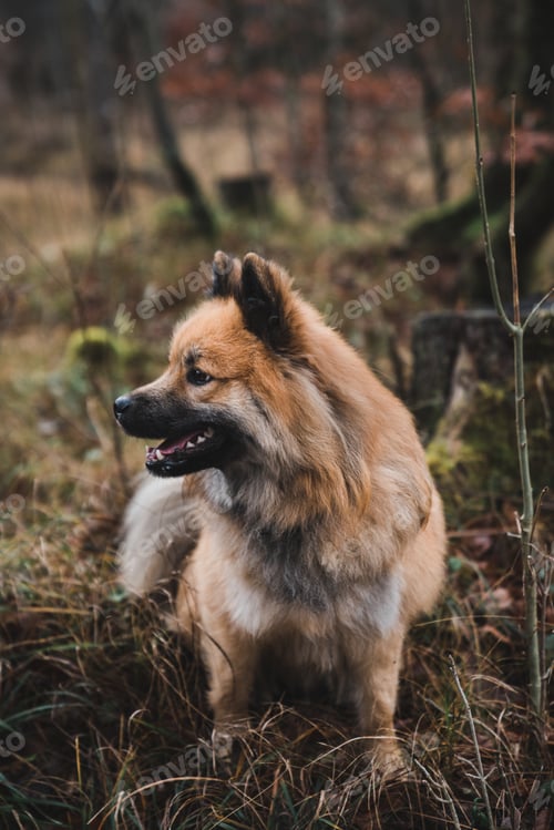 Preview: Cute dog running on path in countryside