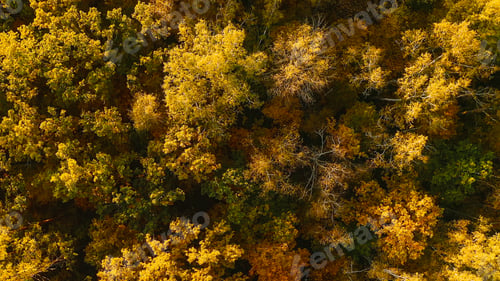Preview: Aerial View Of Oak Forest . Elevated View Of Woods Forest Landscape During Sunset In Autumn Evening