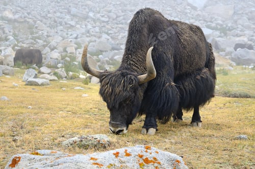 Preview: Brown yak