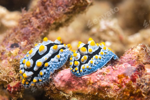 Preview: two beautiful nudibranchs on a coral, macro shot