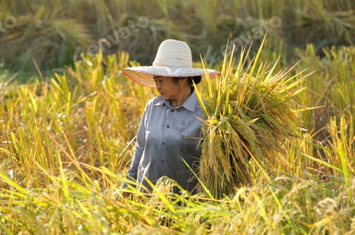 Preview: farmers harvesting rice in rice field in Thailand