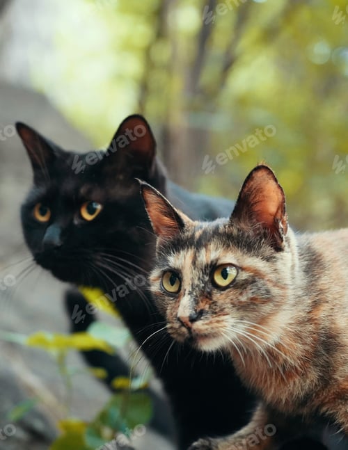 Preview: Two cats